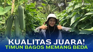 TIMUN BAGOS JUARANYA! | REKOMENDASI TIMUN UNTUK MUSIM HUJAN