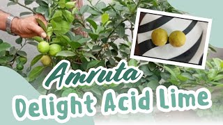 |Amrutha Lime| Thomas Biotech| Acid Lime|