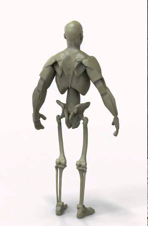 Gottfried Bammes - Chest and Shoulder Anatomy Study - YouTube