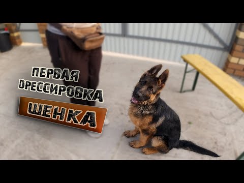 Видео: Обучение немецкой овчарки: план из трех частей