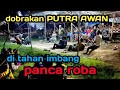 PUTRA AWAN lowok vs PANCA ROBA ketangi - tarik tambang selotambak