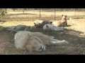 Canned lion hunting  south africas lion industry