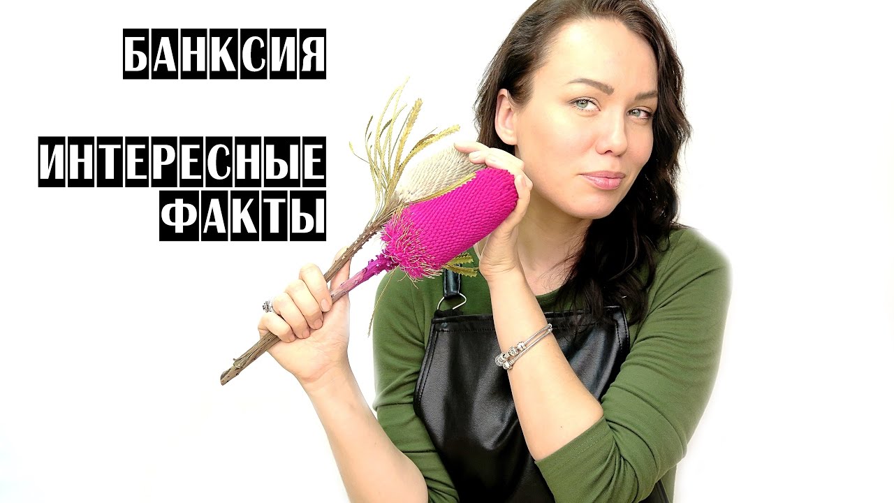 БАНКСИЯ | ИНТЕРЕСНЫЕ ФАКТЫ | ФЛОРИСТИКА