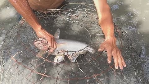 Miền tây quê tôi - Tập 108 - Sát thủ cá dồ