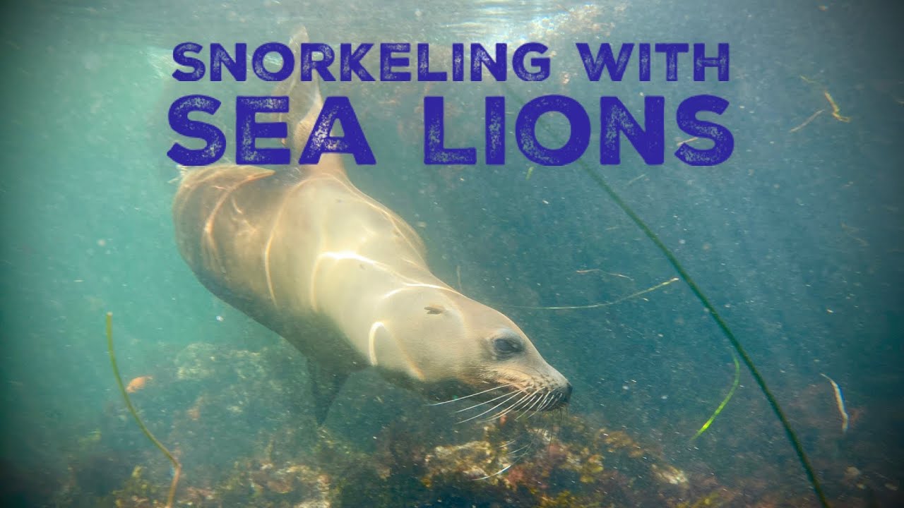 Snorkeling with Sea Lions and Seals of La Jolla Cove