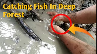 Catching Fish In Deep Forest | Fish Catching by Hands
