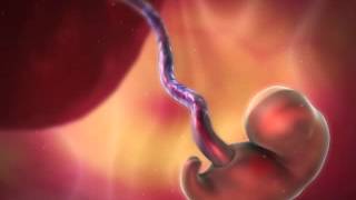 Embryo Development: Learn@Visible Body