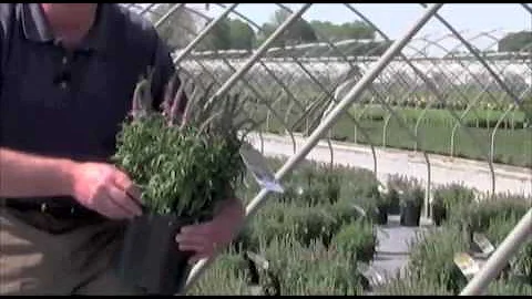 Veronica 'Giles Van Hees'