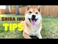 5 TIPS for Shiba Inu owner to be SUCCESSFUL on DAY ONE | Super Shiba