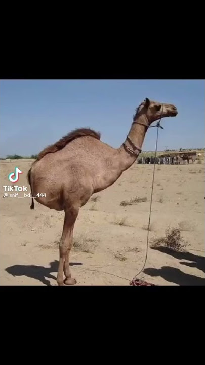 الله اكبر الله اكبر ولله الحمد الله اكبر الله اكبر لا اله الا الله