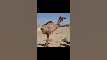 الله اكبر الله اكبر ولله الحمد الله اكبر الله اكبر لا اله الا الله 