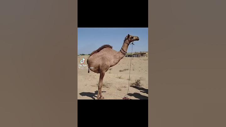 الله اكبر الله اكبر ولله الحمد الله اكبر الله اكبر لا اله الا الله
