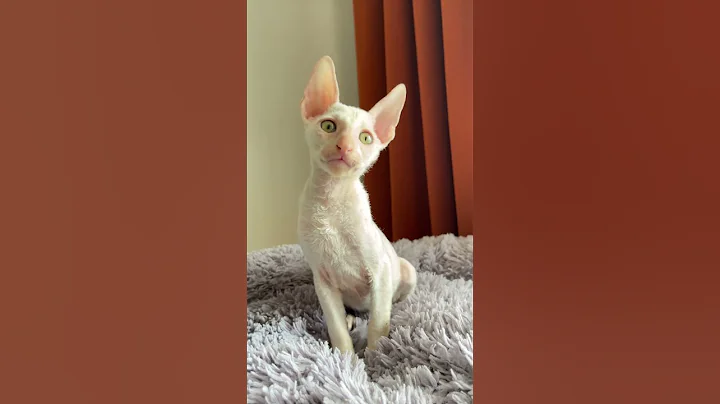 Watch the video about Gandalf is an Elegant Cornish Rex Kitten With a White Fur Coat and Charming Yellow Eyes