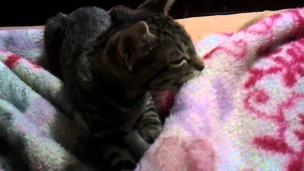 Kitten kneading my blanket YouTube