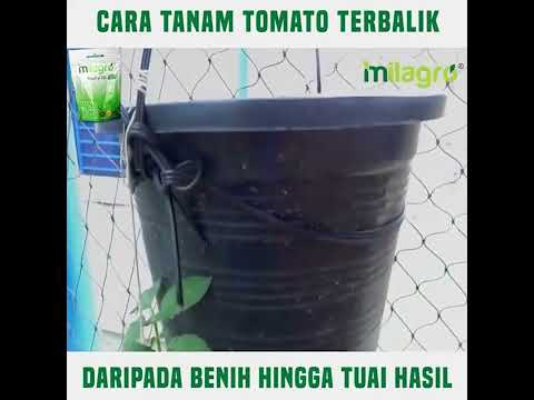 Video: Tomato Terbalik: Cara Menanam Tomato Terbalik