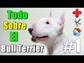 Bull Terrier /Salud /Cuidados /Socialización /Familia /Alimentacion /Ejercicio /Caracteristicas/ 001