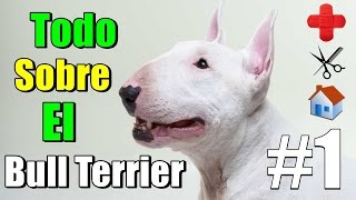 Bull Terrier /Salud /Cuidados /Socialización /Familia /Alimentacion /Ejercicio /Caracteristicas/ 001