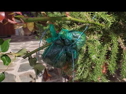 Πολλαπλασιαμός τριανταφυλλιάς