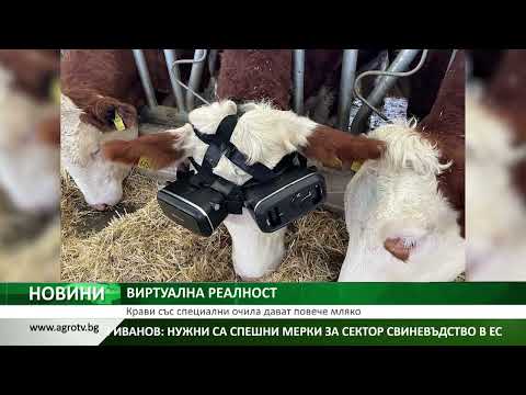 Видео: Страдят ли кравите да дават мляко?