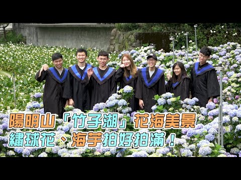 2020陽明山竹子湖花海美景 繡球花拍好拍滿！｜#海芋季、#繡球花季｜TAIPEI Yangmingshan  Hydrangea Calla Lily