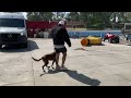 K9 training by yourself.  Tunnels and jumps for PSA