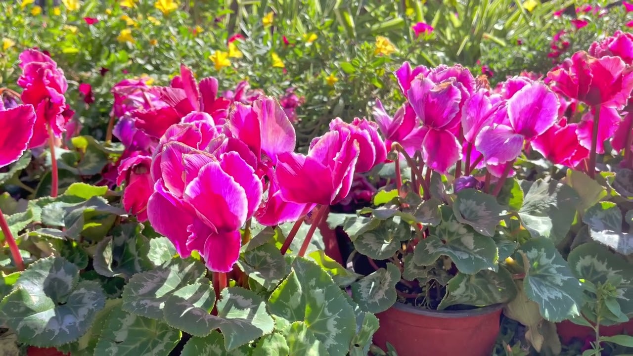 Persian cyclamen (Cyclamen persicum)