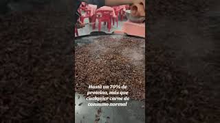 Como Se Hacen Los Chapulines De Oaxaca.