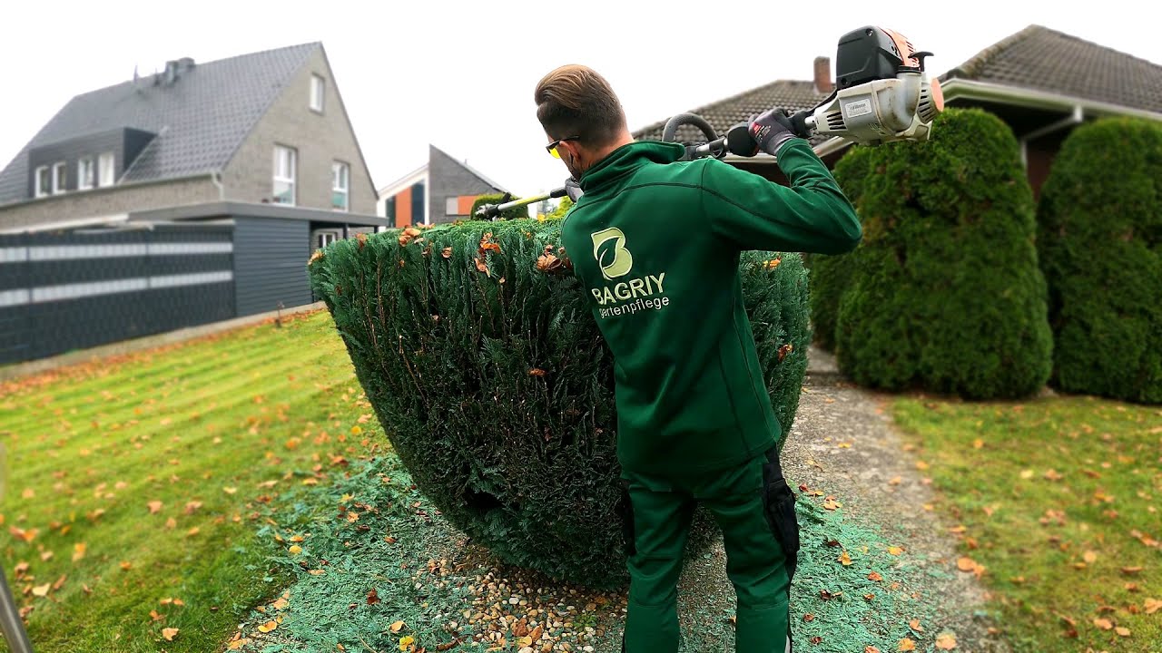 ⁣Kustorez. Trimming and Shaping Topiary Blue Juniper