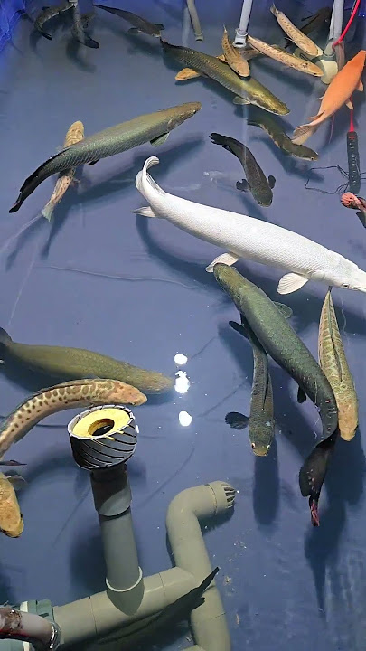 Documenting the fish-keeping life#PredatoryFish #AlligatorGar #Arapaima #PredatoryTank