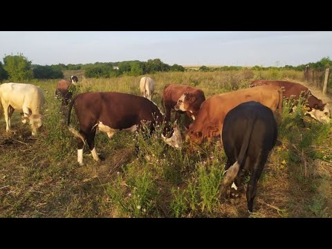 Сколько быков было белого цвета. Самый большой бык в Таджикистане. Корова бык таджикский. Белгородские бычки.