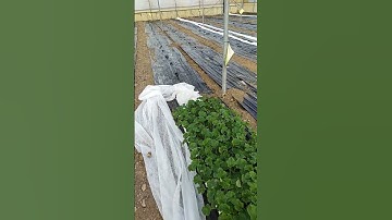 Thumbnail of greenhouse is ready for plants of melon #farmer #agriculture #greenhouse #melon #guitar #music
