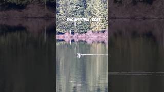 Two beautiful loons on the lake #shortsfeed #nature #shortsvideo #loons #beautifulbc #naturetherapy