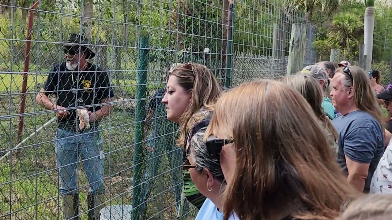 Gator feeding demonstration from our David Shealy Everglades Skunk Ape Meeting!