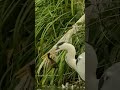 Wader Bird Eating Baby Waterbird