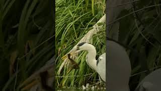 Wader Bird Eating Baby Waterbird