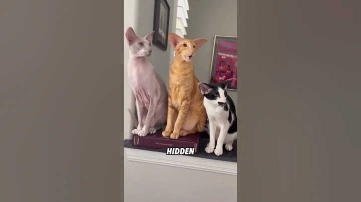 Video 8336171: orientalshorthair cat, funny cat animal big