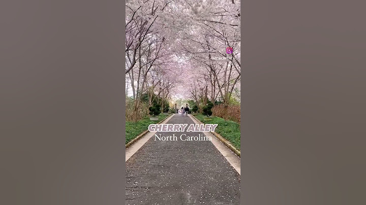 Witness the breathtaking bloom at Cherry Alley in Durham’s Sarah P. Duke Gardens 🌸🌳