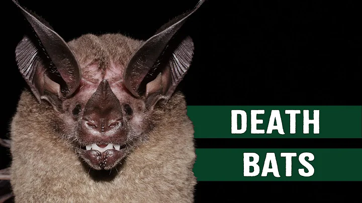 Killer Bats: Deadly Hunters Of The Skies