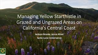 Managing Yellow Starthistle on the Central Coast of California