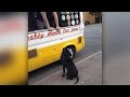 Dog Goes To Ice Cream Van