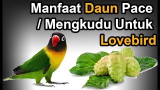 Benefits of Noni leaves / Pace for Lovebirds! Complete and how to give it
