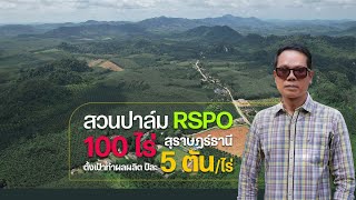 สวนปาล์ม RSPO สุราษฎร์ฯ 100 ไร่ ตั้งเป้าทำผลผลิต 5 ตัน/ไร่/ปี