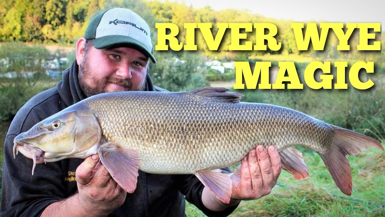 River Wye Barbel Fishing Doubles and New Pbs YouTube