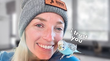 How To Gain Your Budgie