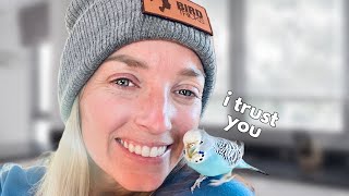 How To Gain Your Budgie's Trust by BirdTricks 12,985 views 4 months ago 3 minutes, 46 seconds