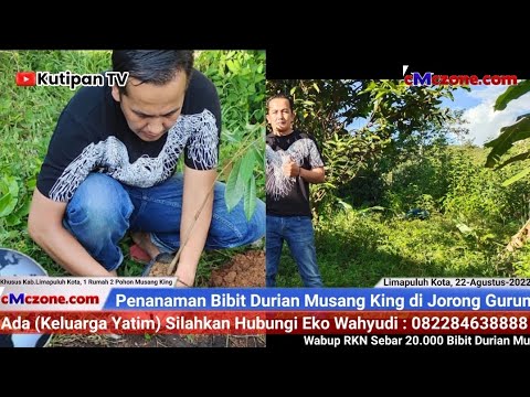 BLD Musang King RKN di Jorong Gurun