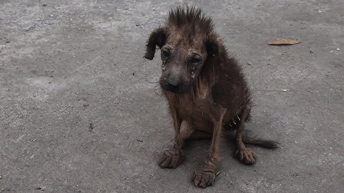 Poor Dog Escaped, Exhausted by a Heavy Rope Tightened Around His Neck -  YouTube