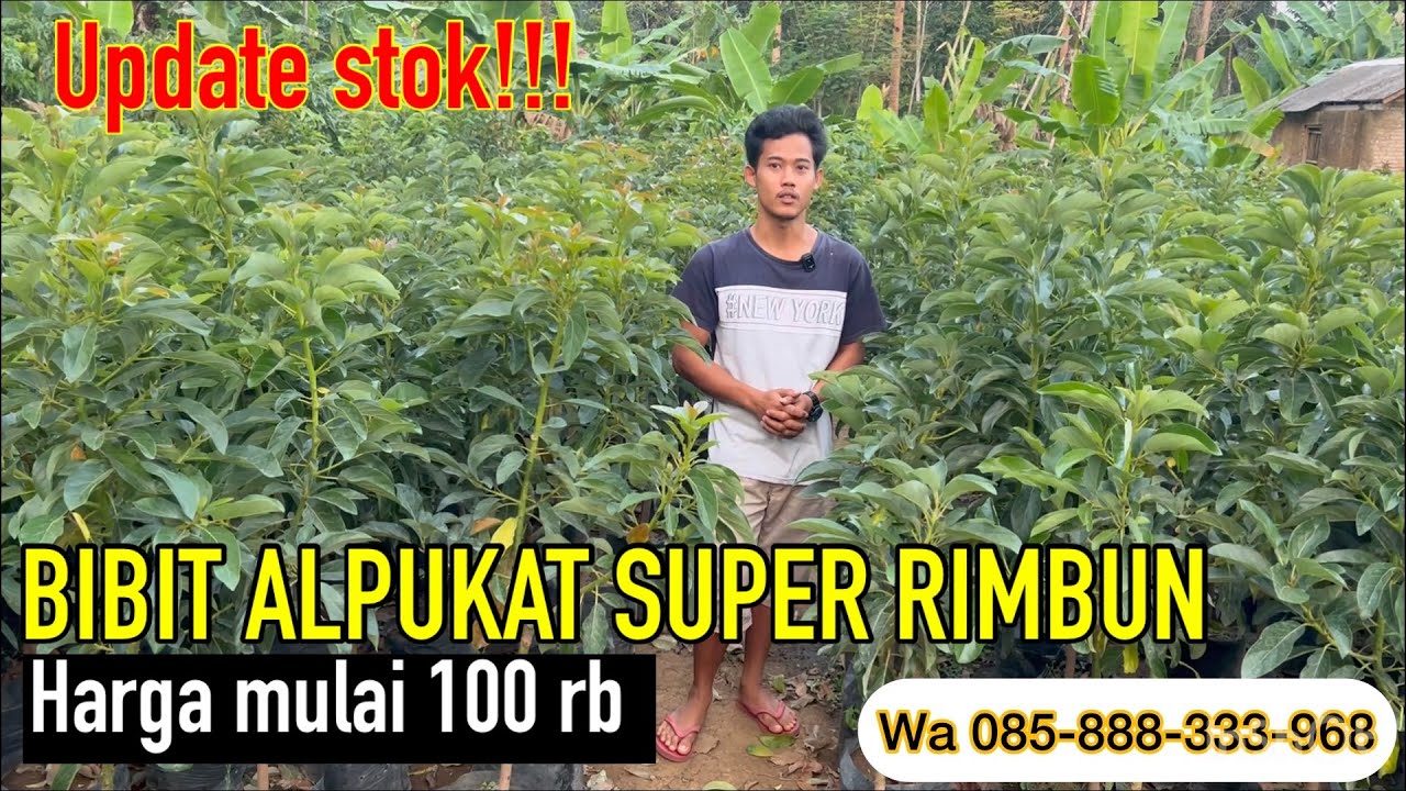 UPDATE STOK TERBARU BIBIT ALPUKAT SUPER RIMBUN HARGA MURAH
