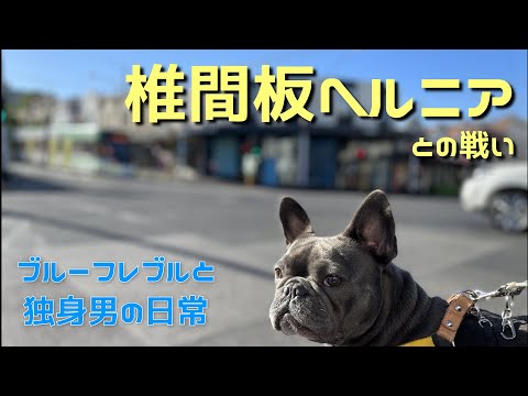 椎間板ヘルニア症状診断後のリハビリ?【フレンチブルドッグ】