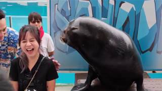20181222 海獅表演